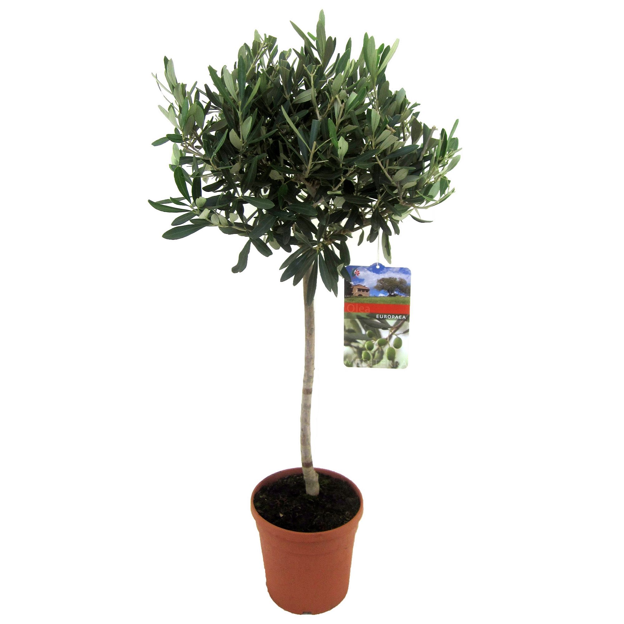 PFLANZENFREUND XL-Olivenbaum immergrün winterhart