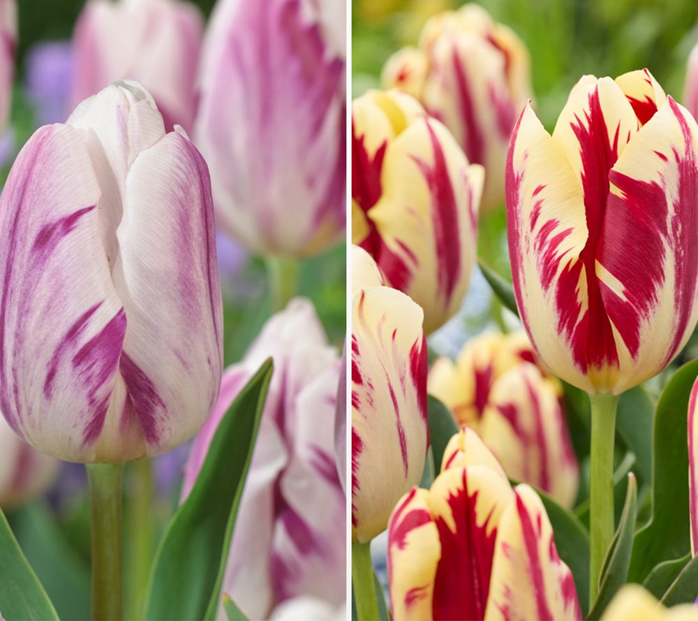 KEYZERS® Zweifarbige Tulpen Grand Perfetion & Flaming Flag 2 Sorten, 24 Zwiebeln