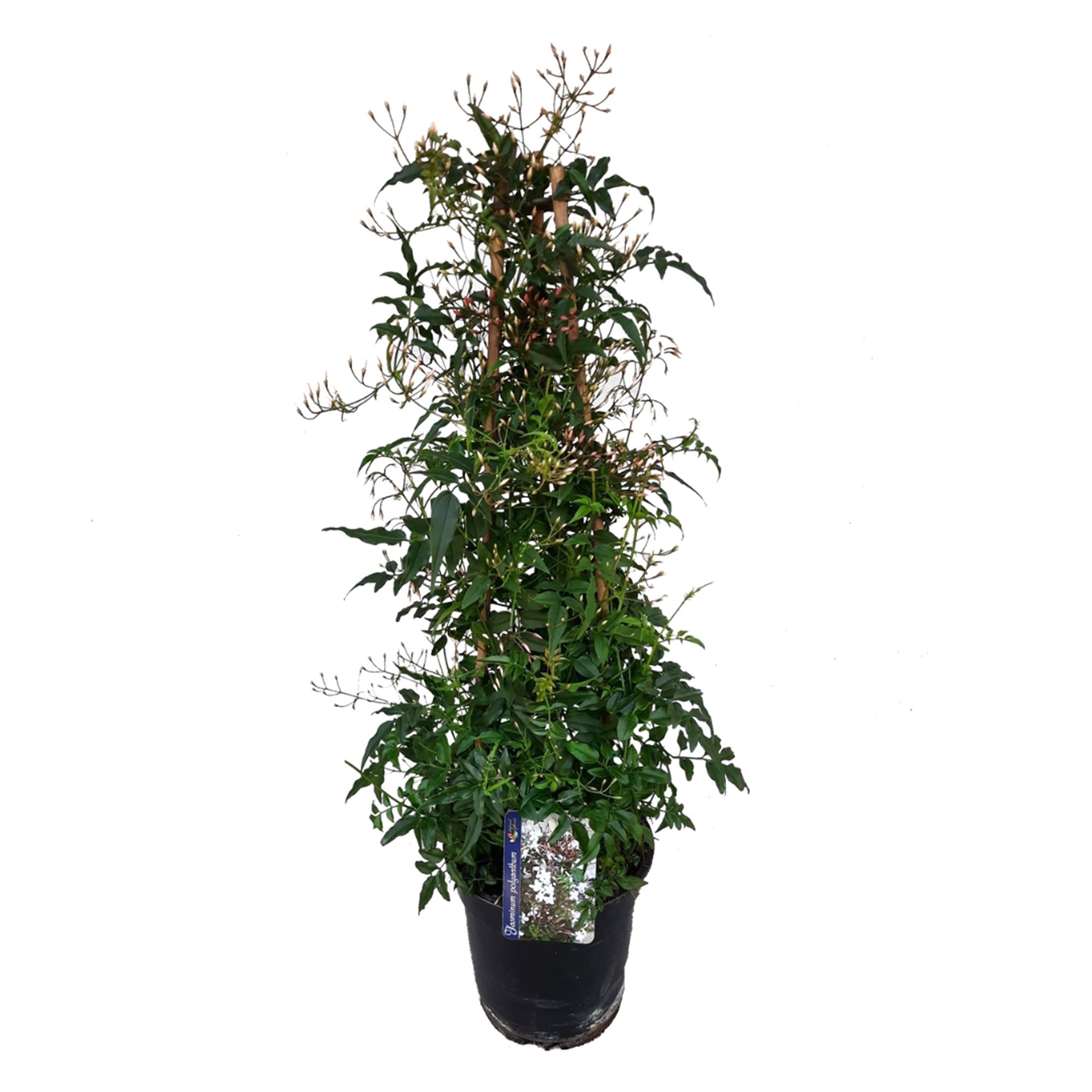 ROOTZ PLANTS JasminPyramide immergrün für Bienen & Schmetterlinge QVC.de