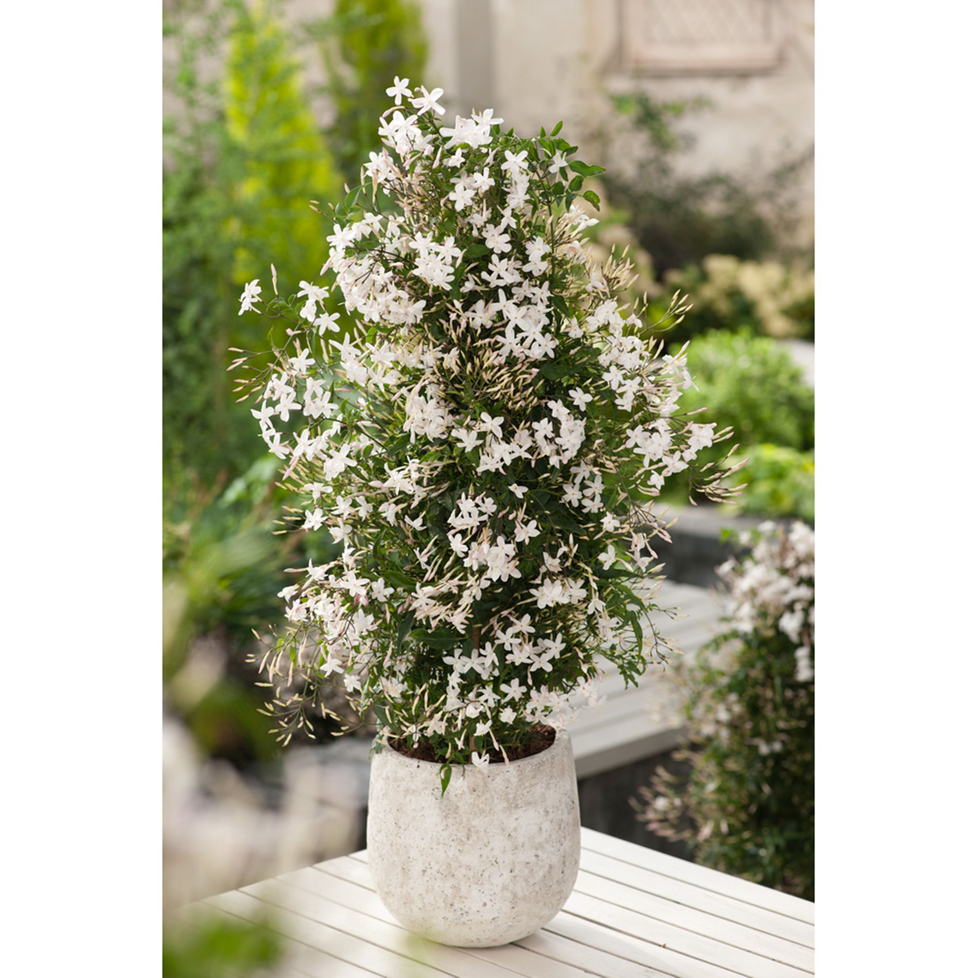 ROOTZ PLANTS JasminPyramide immergrün für Bienen & Schmetterlinge QVC.de