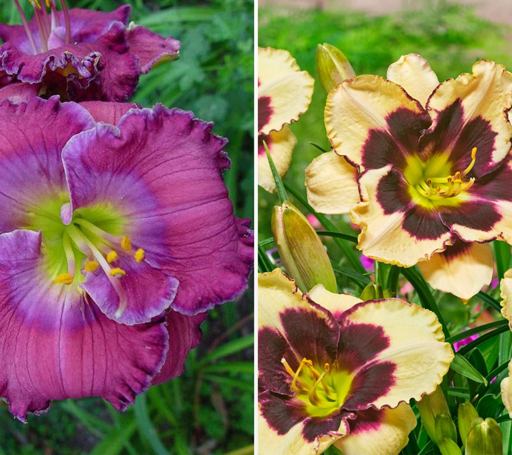 KEYZERS® Hemerocallis bienenfreundlich Neuheit 2 Sorten, 4 Pflanzen