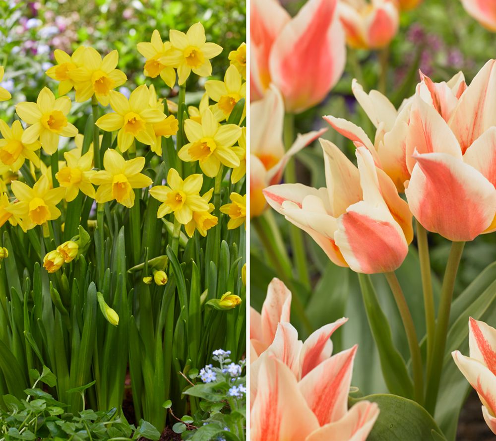 KEYZERS® Besondere Tulpen & Narzissen Rarität 2 Sorten, 42 Zwiebeln