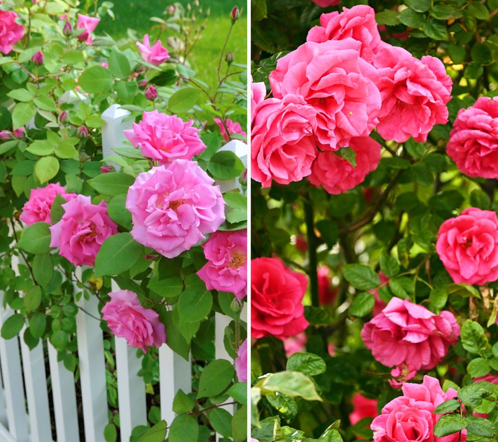 KEYZERS® Dornenlose Schatten- Kletterrosen Rosa Rarität, Neuheit 2 Stauden