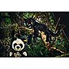 STEIFF® Plüsch Panda Manschli sitzend Höhe ca. 24cm, 1 of 1