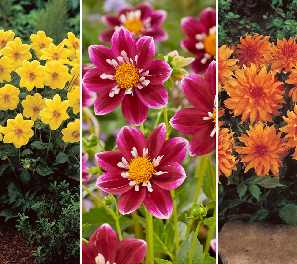 KEYZERS® kurze Dahlien mehrjährig Raritäten 3 Sorten, 3 Knollen