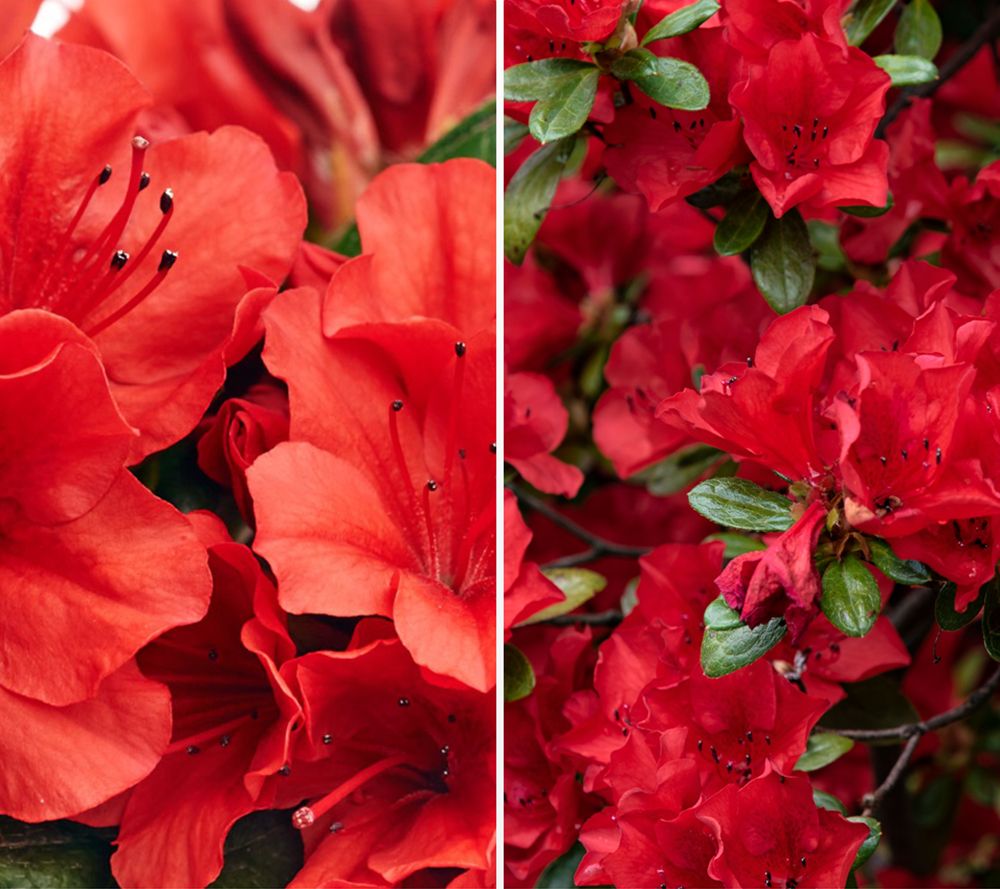 KEYZERS® Zwergrhododendron Ruby's Love & Sandy Fire 2 Sorten, 4 Pflanzen