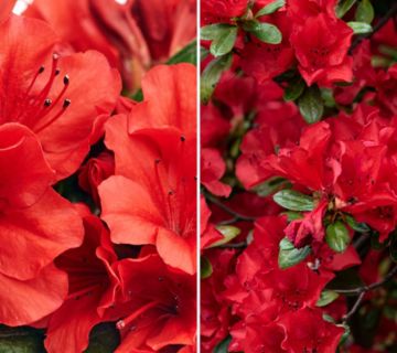 KEYZERS® Zwergrhododendron Ruby's Love & Sandy Fire 2 Sorten, 4 Pflanzen