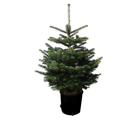 Weihnachtsbaumland® echte Nordmanntanne Weihnachtsbaum im Topf zum Einpflanzen