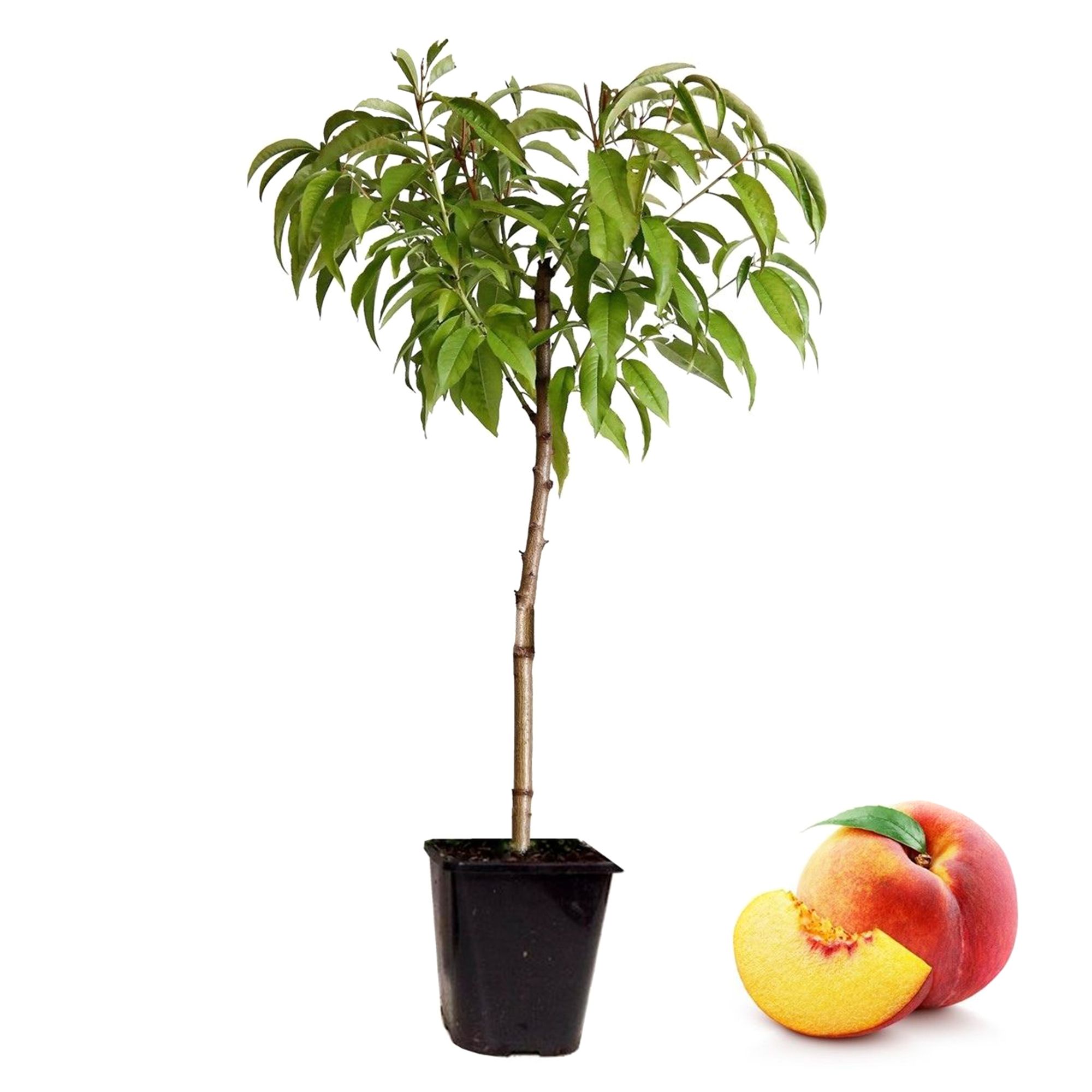  PFLANZENFREUND Zwergpfirsisch winterhart Topfgröße Ø 15cm 1 Pflanze