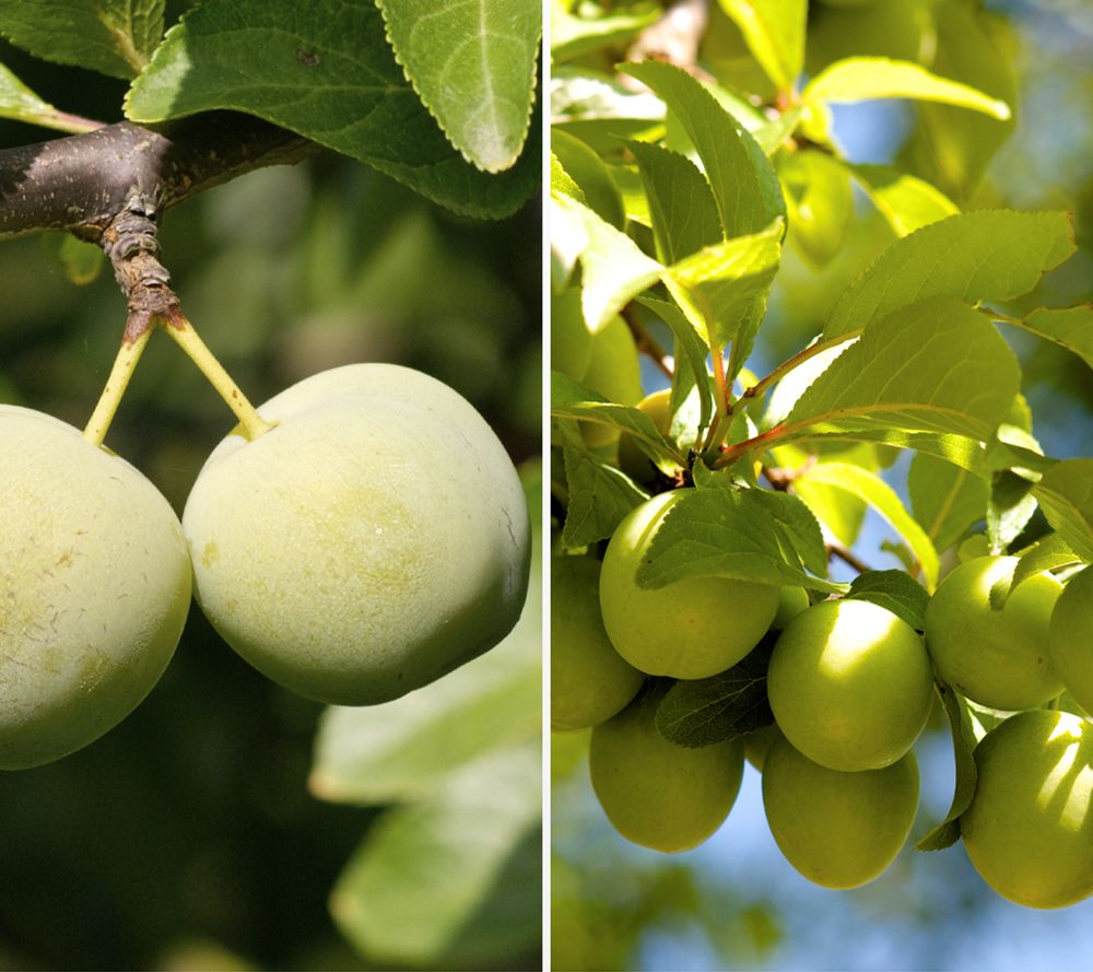 KEYZERS® Pflaumen Reneklode selbstfruchtend hohe Erträge 1 Pflanze
