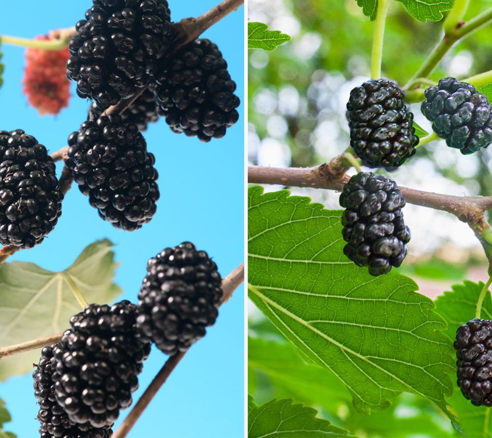 KEYZERS® Bon Bon Maulberry bienenfreundlich Rarität, Neuheit 1 Pflanze