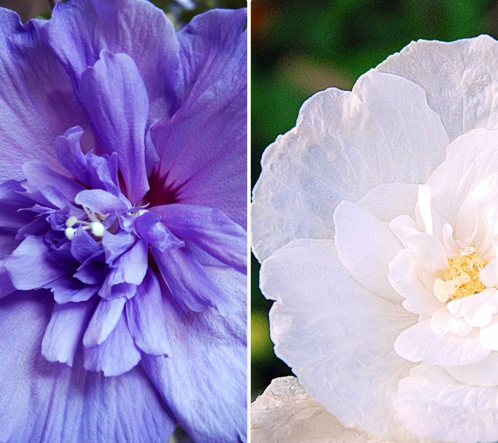 KEYZERS® Rarität Hibiscus gefüllte Blüten 2 Pflanzen QVC.de