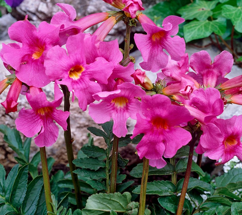 KEYZERS® Freilandgloxinien Rarität mehrjährig 6 Pflanzen