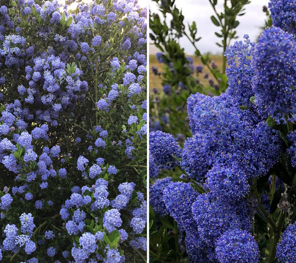 KEYZERS® Duftstrauch Blue Diamond Rarität 2 Pflanzen