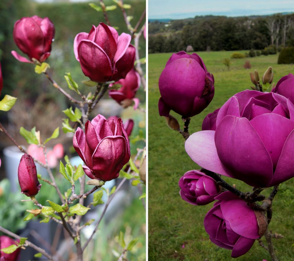 KEYZERS® Magnolie Black Beauty Rarität, Neuheit 1 Pflanze