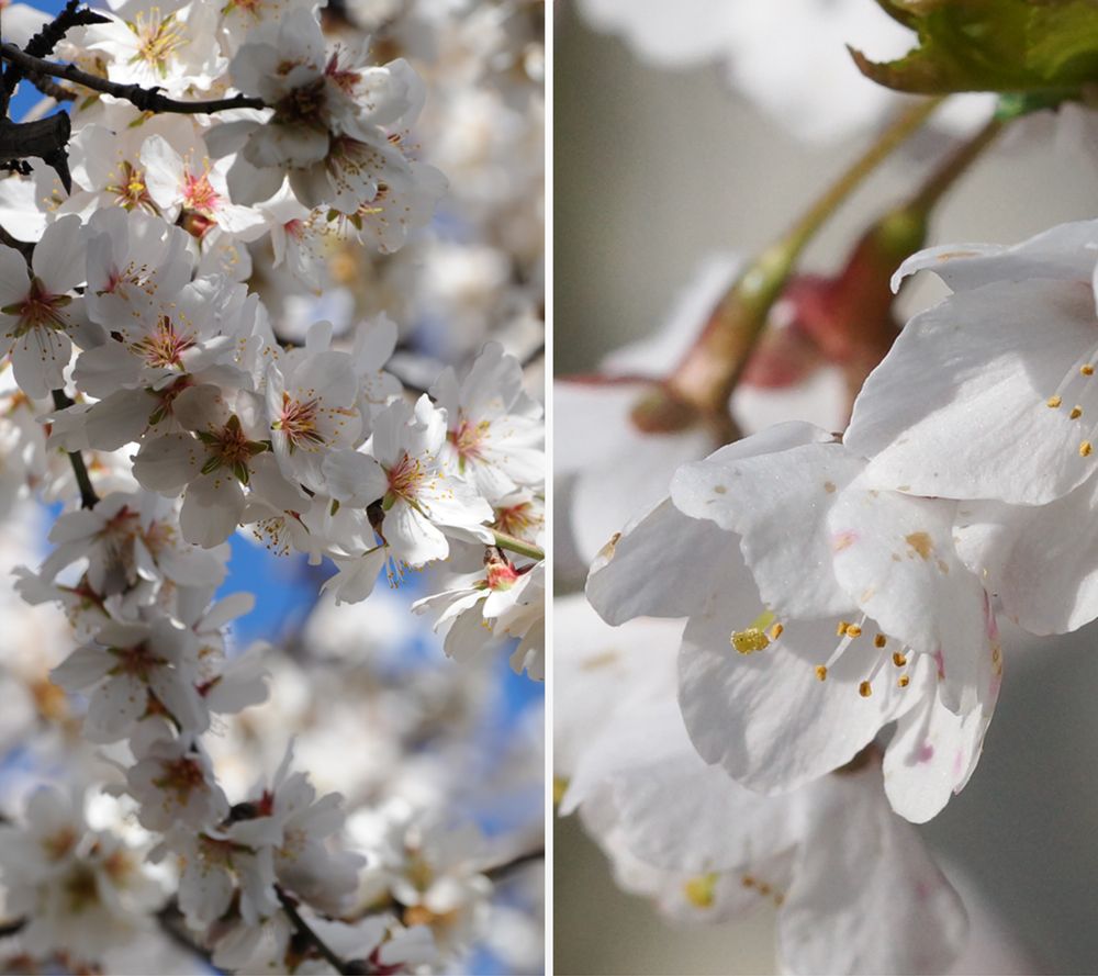 KEYZERS® Blütenzauber Zierkirsche bienenfreundlich 1 Pflanze