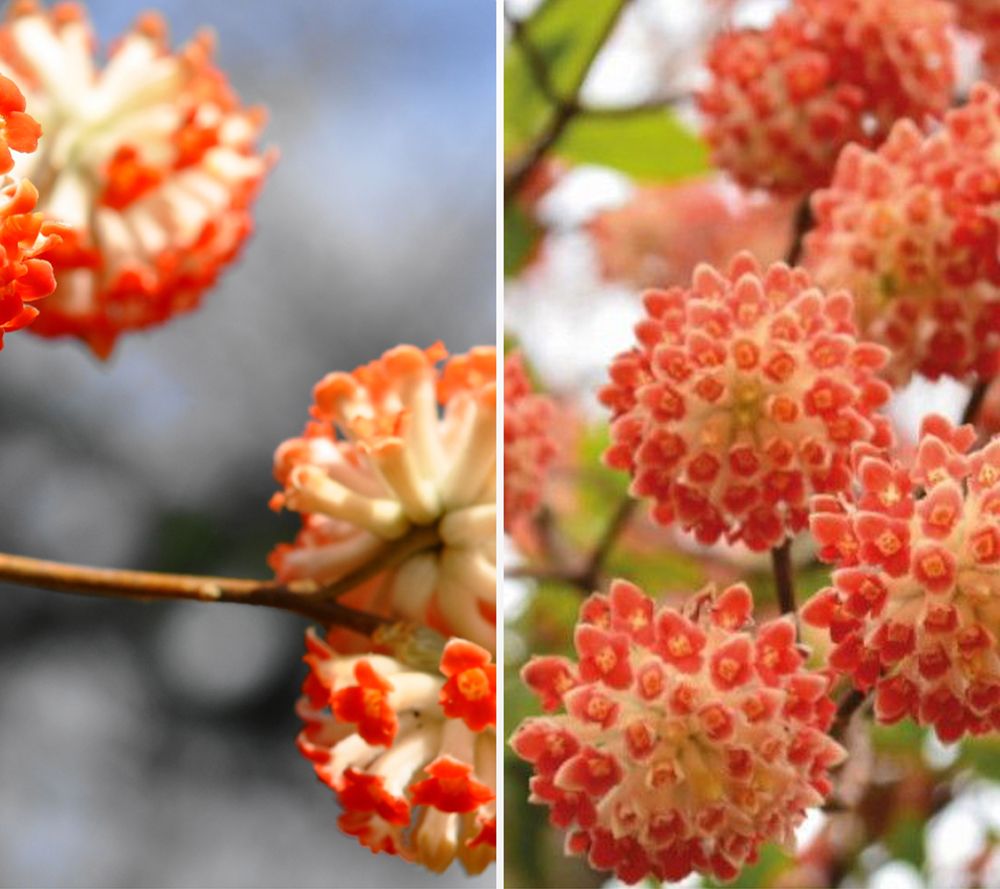 KEYZERS® japanischer Papierstrauch Rarität 1 Pflanze