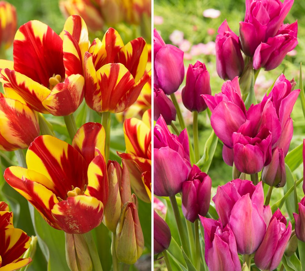 KEYZERS® Mehrblumige Tulpen Rarität, Neuheit 2 Sorten, 24 Zwiebeln