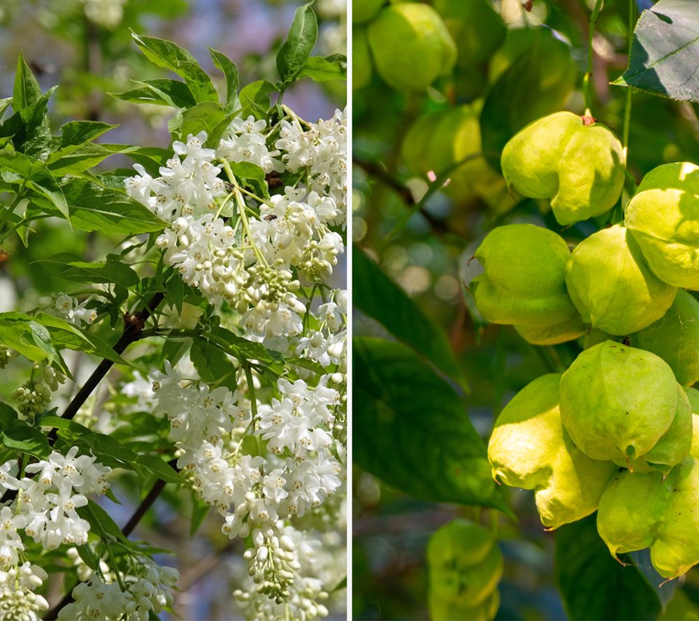 KEYZERS® Rispen Pimpernuss Rartät 1 Pflanze