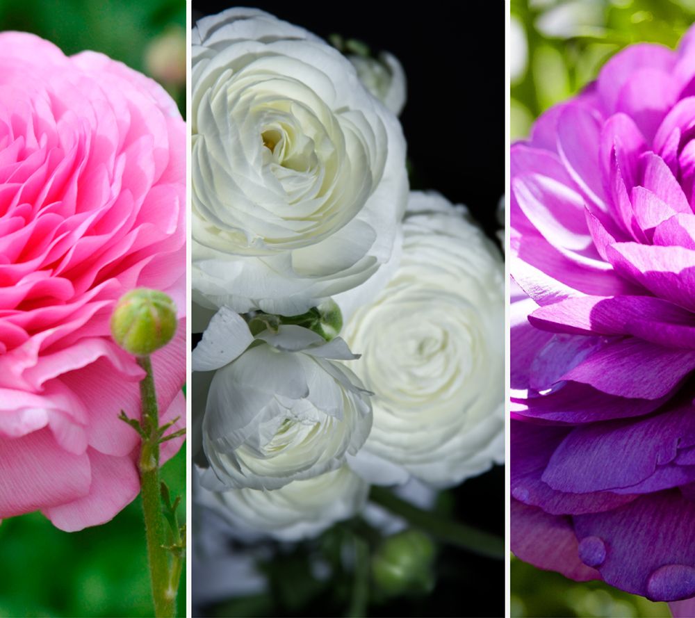 KEYZERS® Ranunculus Asiaticus Rarität mehrjährig 3 Sorten, 60 Zwiebeln