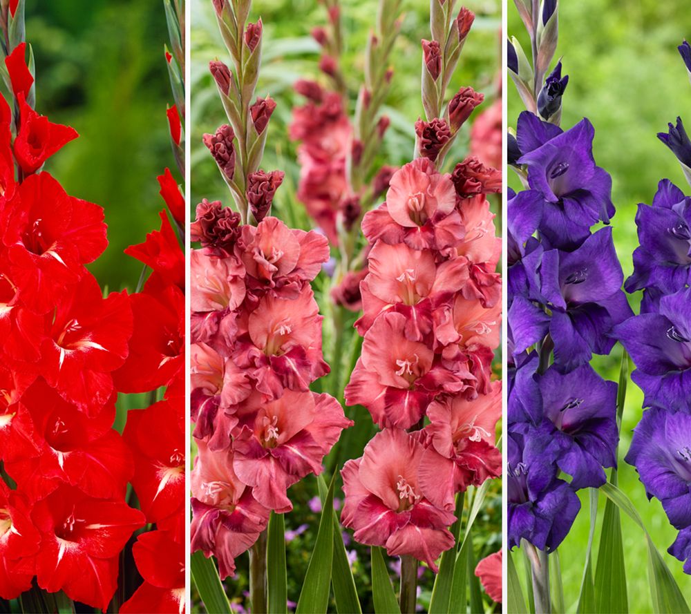 KEYZERS® exclusive Gladiolen mehrjährig Rarität 3 Sorten, 45 Zwiebeln