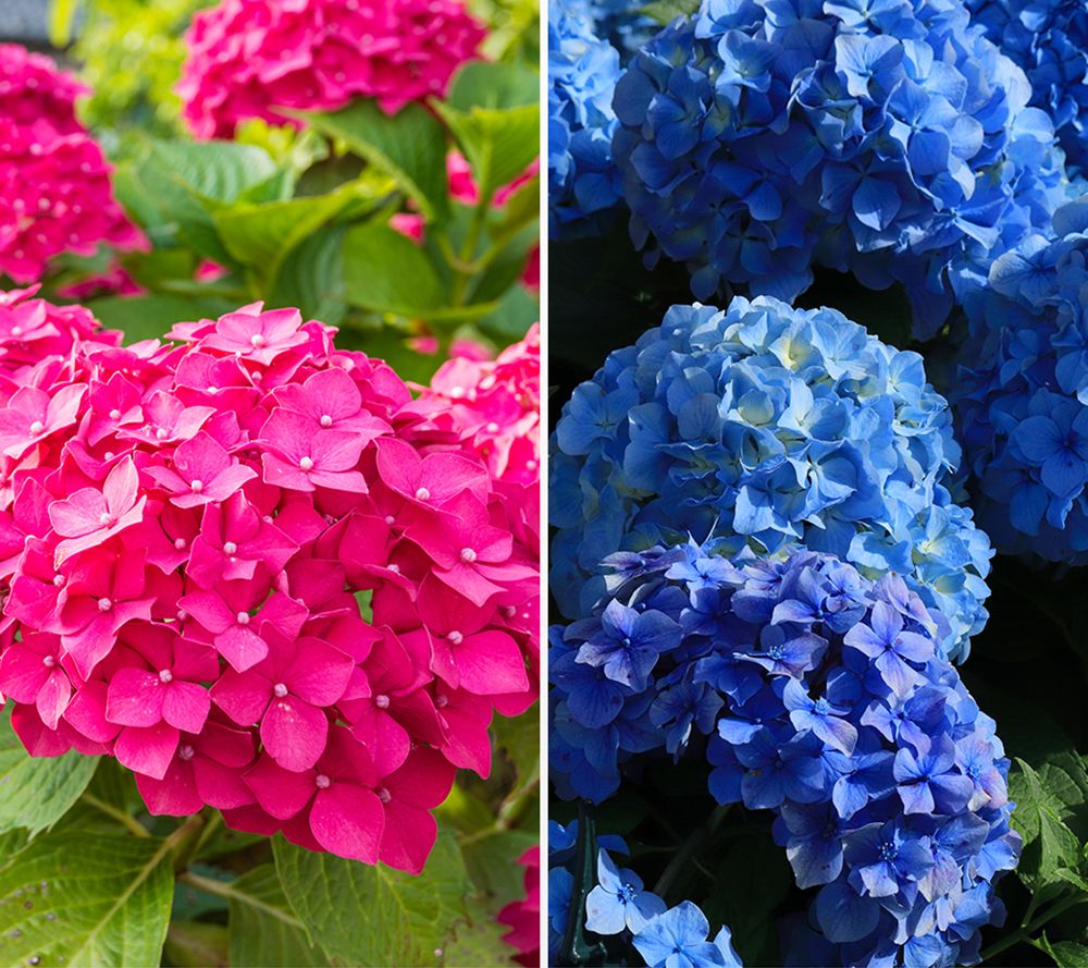 KEYZERS® Ballhortensie XXL-Blüten Neuheit 2 Sorten, 2 Pflanzen - QVC.de