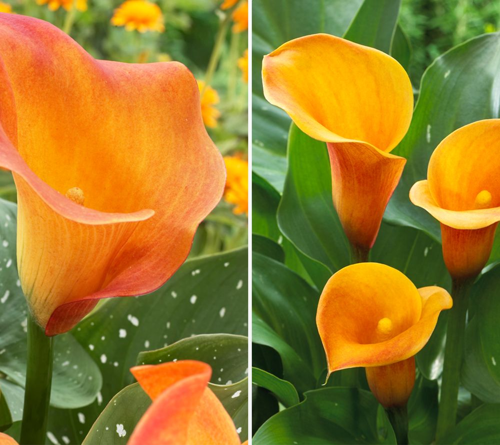 KEYZERS® Riesen-Callas Passion-Fruit Rarität 3 Knollen