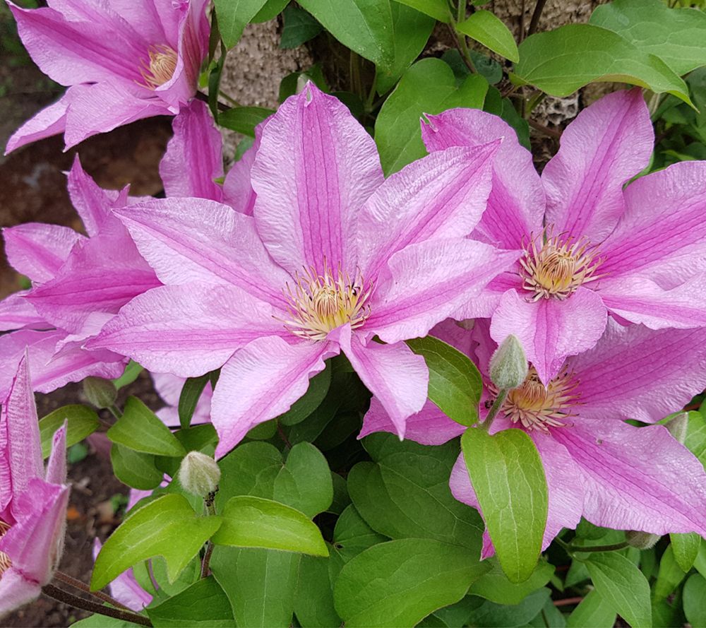 KEYZERS® Balkon Clematis Elodi Rarität, Neuheit 1 Pflanze