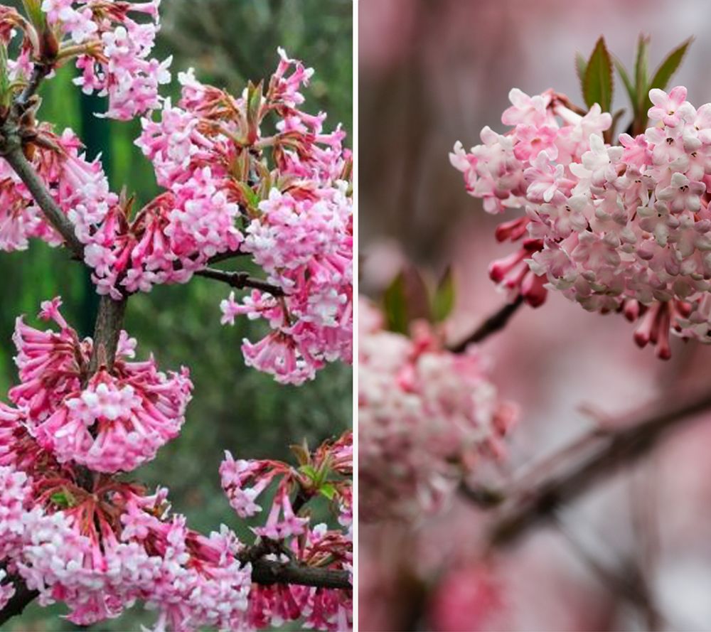 KEYZERS® rosa Schneeball mehrjährig Neuheit, Rarität 1 Pflanze