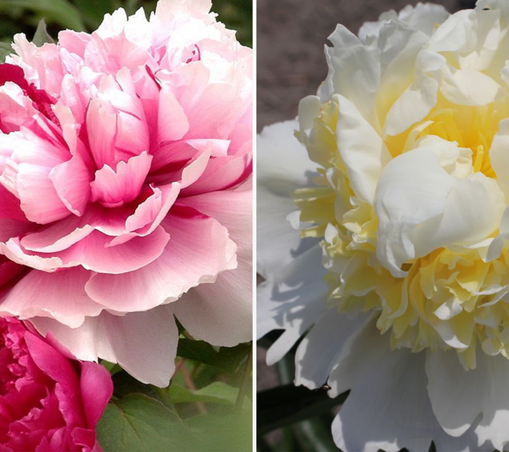 KEYZERS® Strauchpfingstrose duftend winterhart 2 Sorten, 2 Stauden