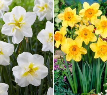 KEYZERS® Narcissen Juanita & Lemon Beauty 2 Sorten, 24 Zwiebeln