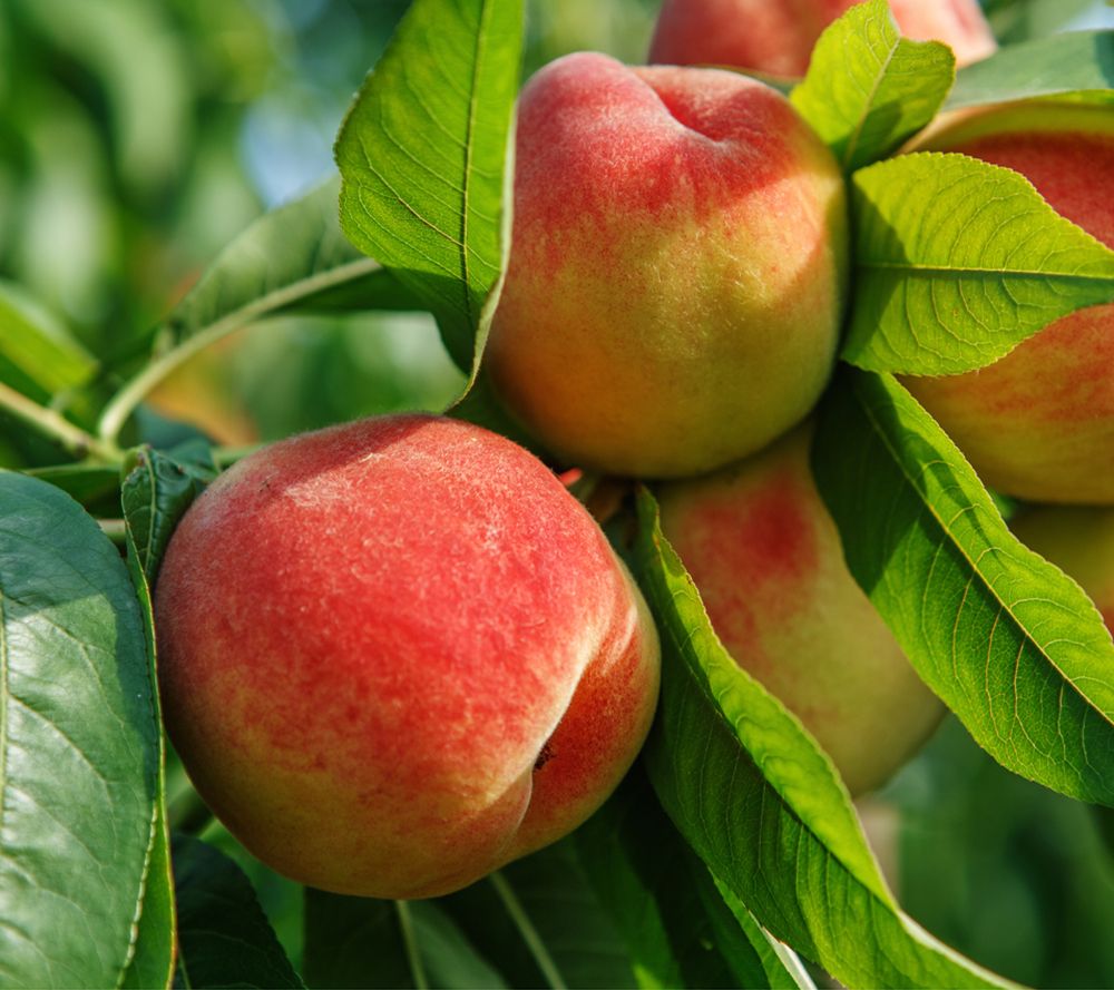 KEYZERS® Fruchtiger Pfirsich bienenfreundlich Rarität, Neuheit 1 Pflanze