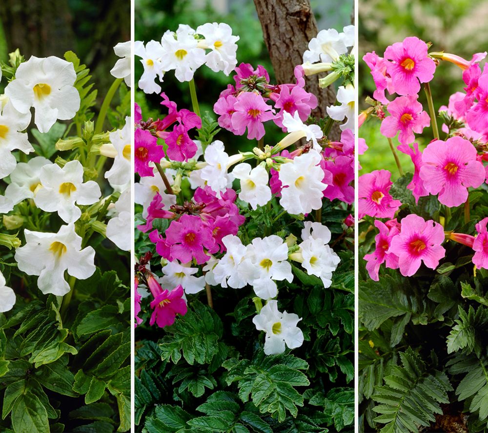 KEYZERS Gartenfarn fr Pltze im Halbschatten 2 Sorten, 6 Knollen - QVC.de