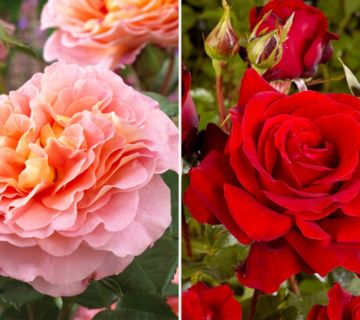 KEYZERS® Edelrosen Augusta Luisa & Cygne Noire 2 Sorten, 2 Pflanzen