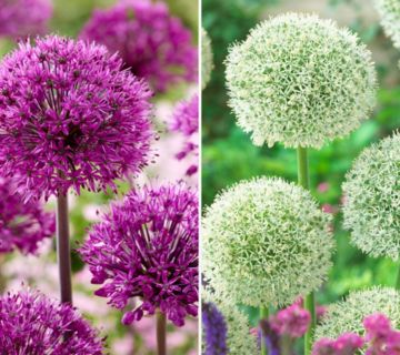 KEYZERS® Allium Purple Sensation & White Gigant 2 Sorten, 10 Zwiebeln