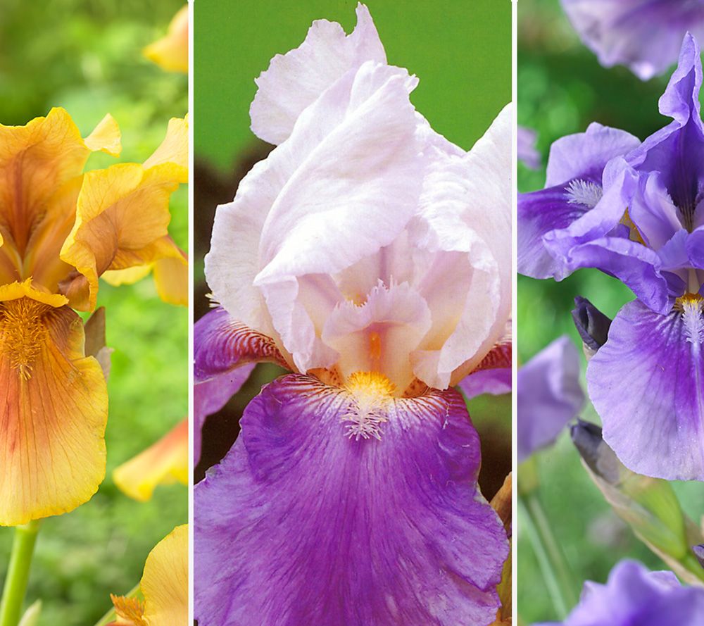KEYZERS® Rarität besondere Iris winterhart 3 Pflanzen QVC.de