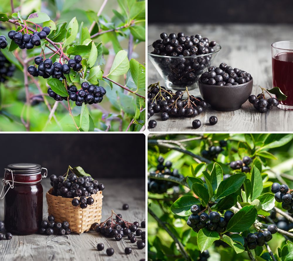 KEYZERS® Aronia Brilliant & Viking Rarität 2 Sorten, 2 Pflanzen