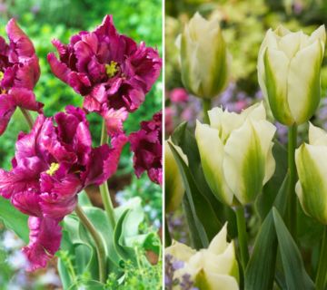 KEYZERS® Tulpen Negrita Parrot Spring Green 2 Sorten, 24 Zwiebeln