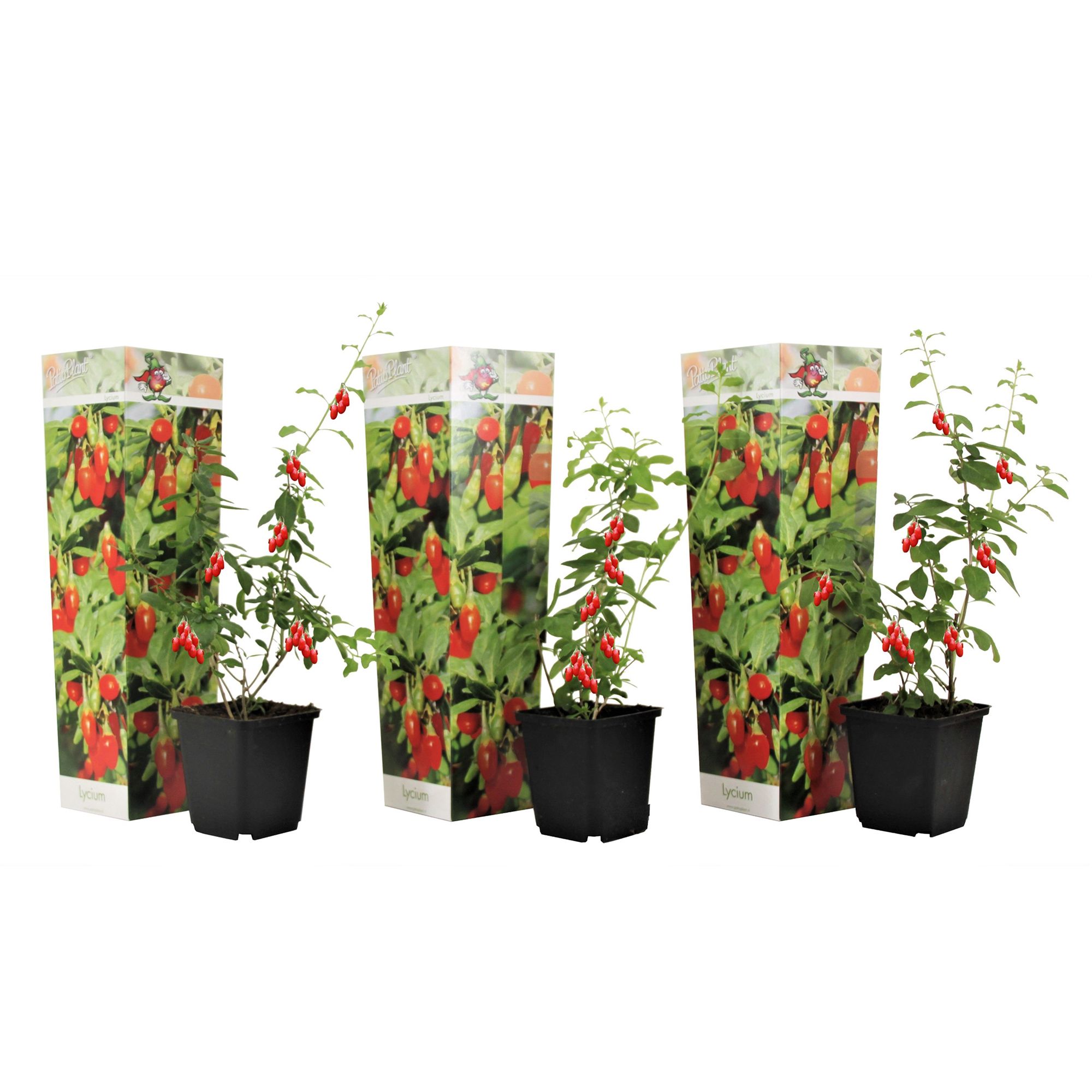  PFLANZENFREUND Goji Beere 3er-Set Topf Ø 9cm Höhe ca. 25-40cm