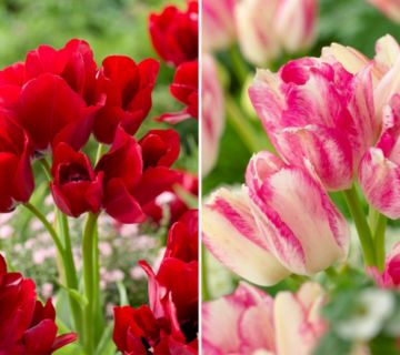 KEYZERS® Mehrblumige Tulpen Dream- & Fire Club Rarität 2 Sorten, 24 Zwiebeln