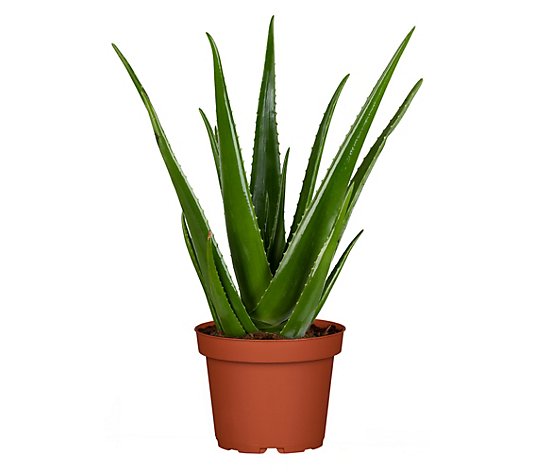 Aloe Vera Sukkulente mehrjährig Höhe 30cm 1 Pflanze