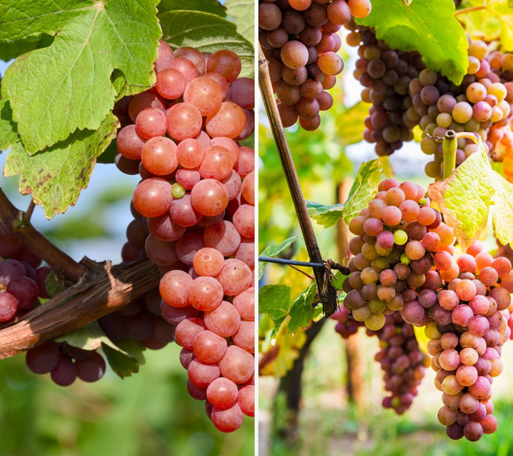 KEYZERS® Immertragende Traube Razz Matazz Rarität, Neuheit 1 Pflanze