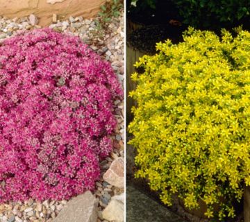 KEYZERS® Bodendecker Sedum Acre & Purpur Winter 2 Sorten, 6 Pflanzen