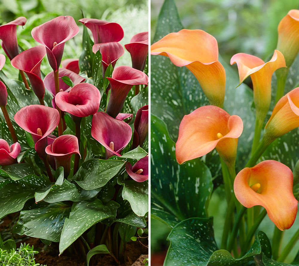  Callas, 6 Knollen - 514139