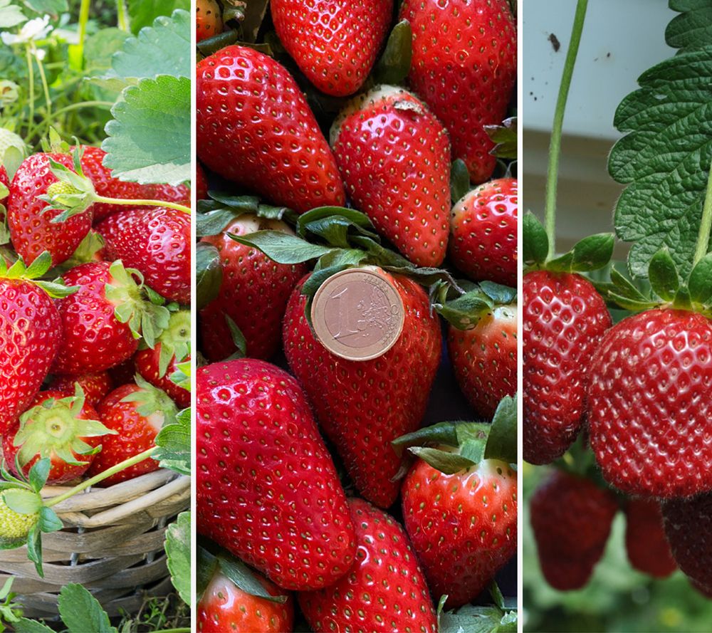 KEYZERS® leckere Lieblinge verzehrgeeignet bienenfreundlich Raritäten