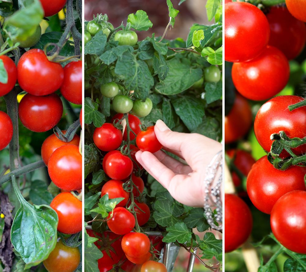 KEYZERS® leckere Lieblinge verzehrgeeignet bienenfreundlich Raritäten