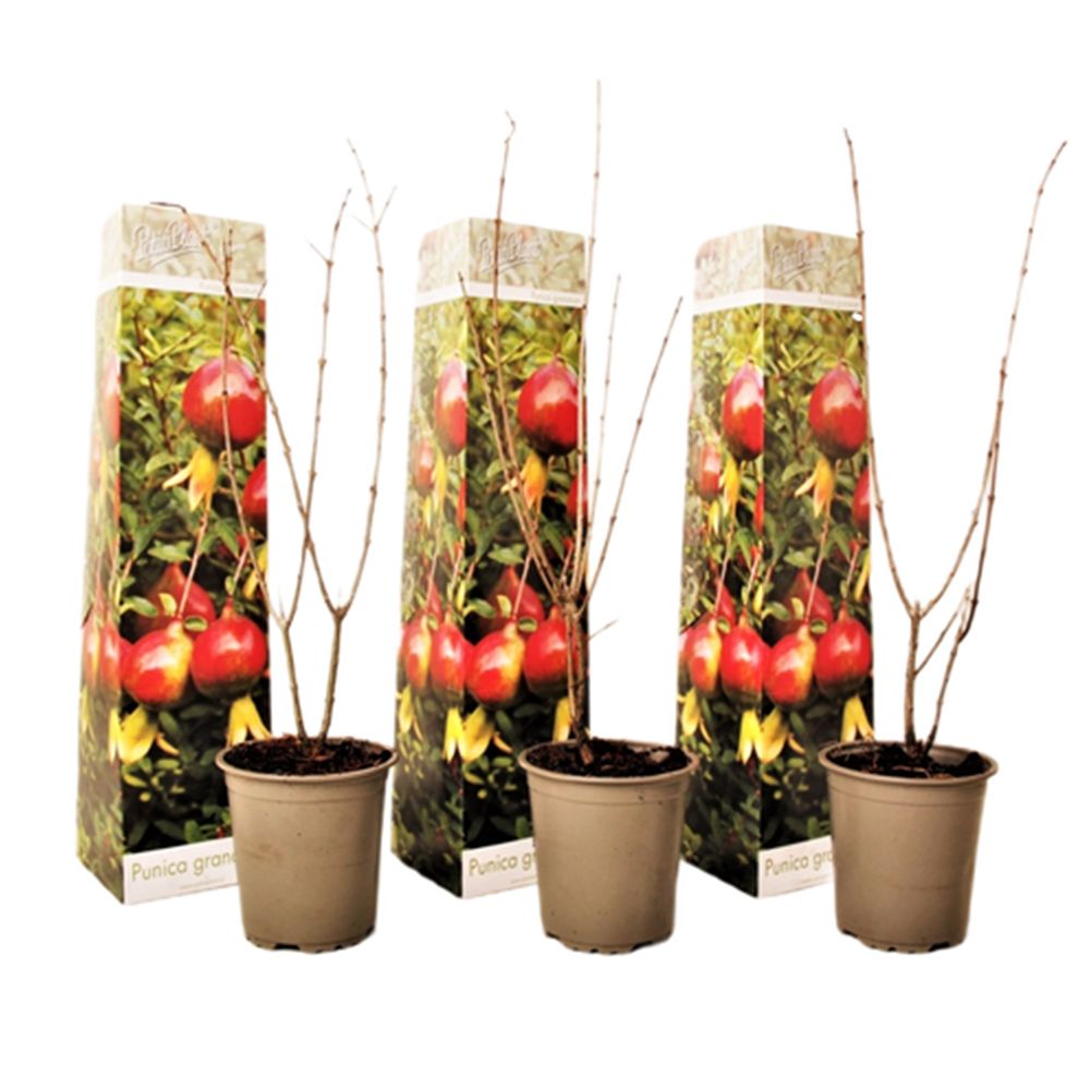  PFLANZENFREUND Granatapfel 3erSet Punica Granatum Topf Ø 9cm Höhe ca. 25-40cm