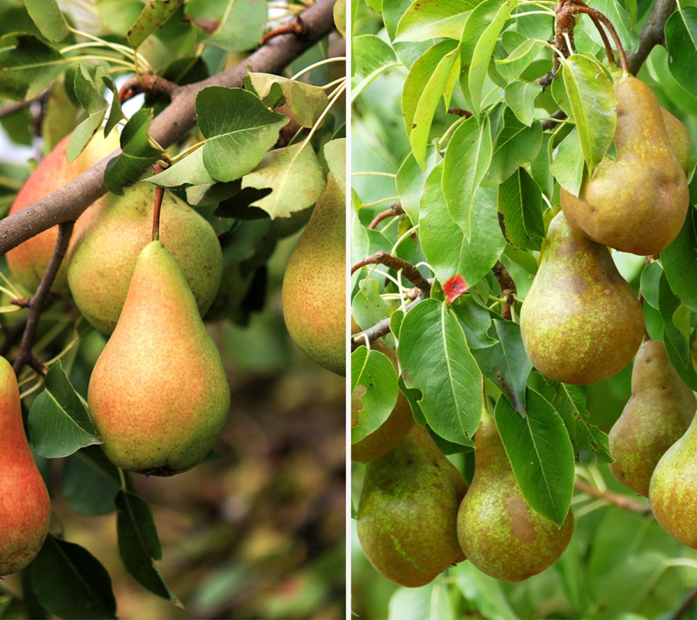 KEYZERS® Zweisorten Birne selbstbefruchtend Rarität 1 Pflanze