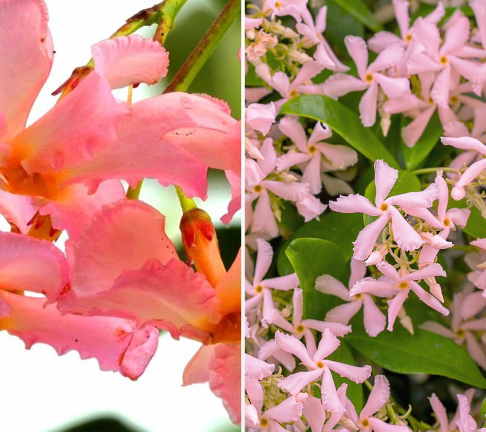 KEYZERS® Toskanischer Jasmin Star of Ibiza Rarität, Neuheit 1 Pflanze