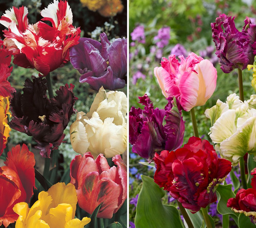 KEYZERS® Tulpen Parrot Mix Rarität 1 Sorte, 25 Zwiebeln